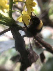 Bombus haematurus
