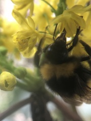 Bombus haematurus