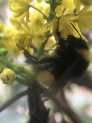 Bombus haematurus