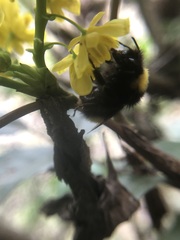 Bombus haematurus