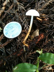 Strobilurus ohshimae