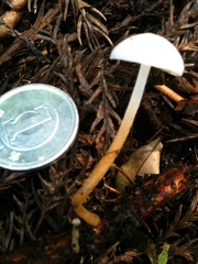 Strobilurus ohshimae