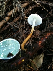 Strobilurus ohshimae