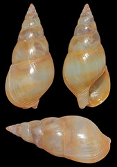 Nassarius cinnamomeus