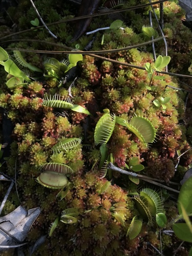 Dionaea muscipula