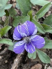 Cucumber mosaic virus