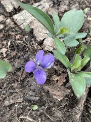 Cucumber mosaic virus