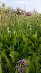 Allium tel-avivense