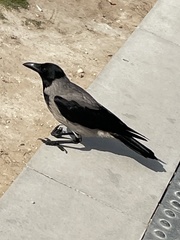 Corvus cornix