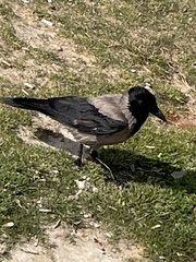 Corvus cornix