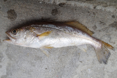 Cynoscion arenarius
