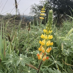 Lupinus luteolus