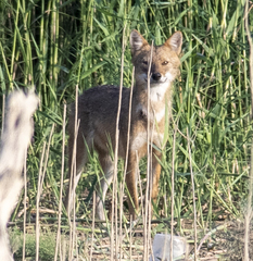 Canis aureus syriacus