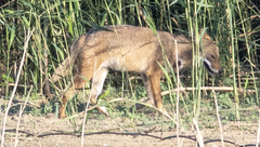 Canis aureus syriacus