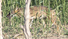 Canis aureus syriacus