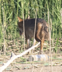 Canis aureus syriacus