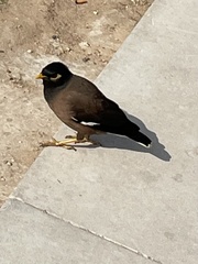Acridotheres tristis