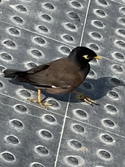 Acridotheres tristis