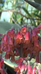 Kalanchoe × houghtonii