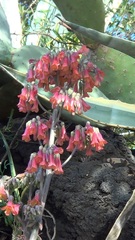 Kalanchoe × houghtonii