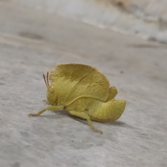 Teratodes monticollis