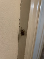 Halyomorpha halys