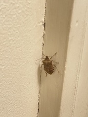 Halyomorpha halys