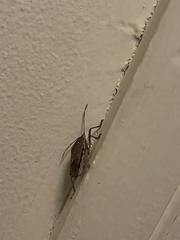 Halyomorpha halys