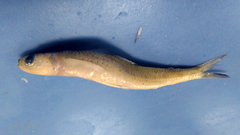 Saurida brasiliensis