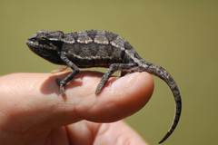 Trioceros bitaeniatus