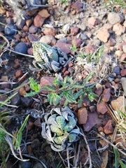 Haworthiopsis fasciata