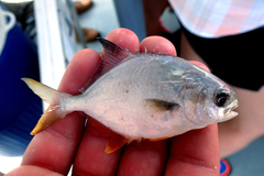Trachinotus carolinus