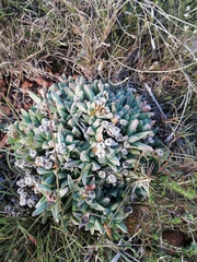 Corpuscularia lehmannii