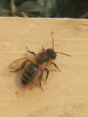 Andrena scotica