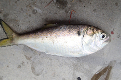 Gulf Menhaden photo 3