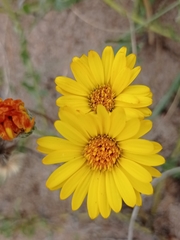Noticastrum acuminatum