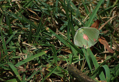 Lophorrhachia rubricorpus