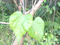 Tinospora cordifolia