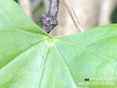 Tinospora cordifolia