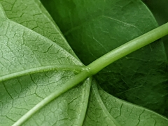 Tinospora cordifolia