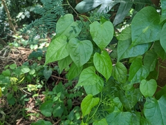 Tinospora cordifolia