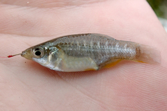 Fundulus xenicus