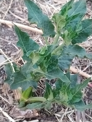 Mirabilis longiflora