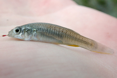 Fundulus grandis