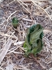 Mirabilis longiflora