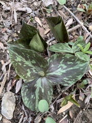 Trillium sessile