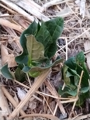 Mirabilis longiflora