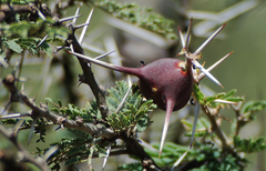 Vachellia drepanolobium