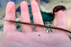 Syngnathus louisianae