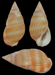 Nassarius concinnus